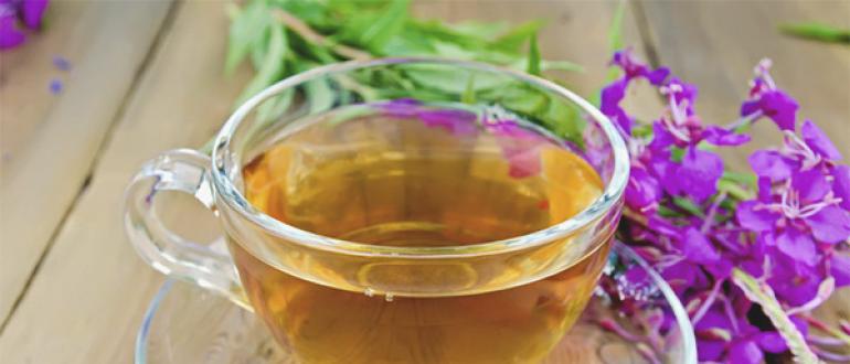 Иван чай: полезные свойства и противопоказания