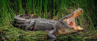 Огромный крокодил во сне