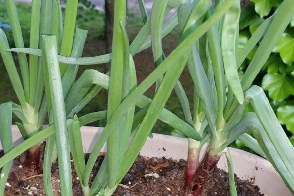 Kraken onion сайта